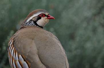 Red-legged partridge Alectoris rufa. The Nublo Rural Park. Gran Canaria. Canary Islands. Spain.
