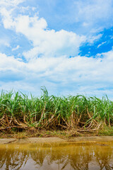 さとうきび畑と青空