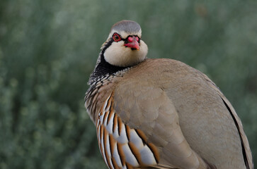 Red-legged partridge Alectoris rufa. The Nublo Rural Park. Gran Canaria. Canary Islands. Spain.