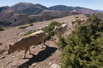 Cows in the mountains of La Rioja near Brieva de Cameros. Hra edo. La Rioja - obrazy, fototapety, plakaty