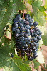 Grapes on vine of Tempranillo variety. La Rioja