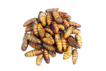 Fried chrysalis isolated on white background. Concept : weird food. Traditional Thai Street Food, Edible Worms. Weird food. Insect eating. High protein.   