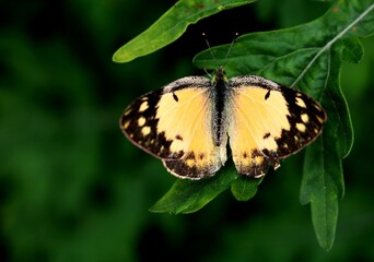 Beautiful Butterfly on Leaf