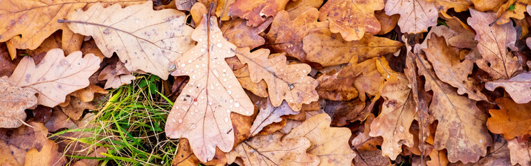 Close-up background of fallen dry oak leaves. Leaf fall, autumn. Selective focus. Banner.