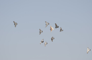 Flock of domestic pigeons Columba livia domestica in flight. Gran Canaria. Canary Islands. Spain.