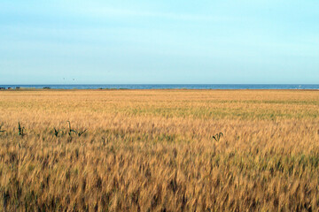 golden wheat field