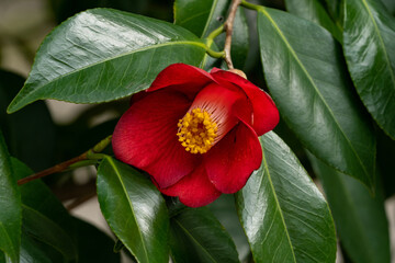 Flower of Camellia - Camellia japonica - is in bloom in Fukuoka prefecture, JAPAN.