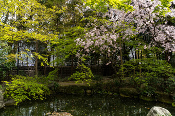 Cherry blossom flowers are in bloom in spring garden in Fukuoka city, JAPAN.