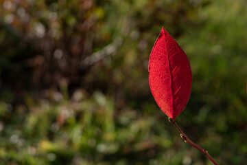 czerwony jesienny liść borówki amerykańskiej w promieniach zachodzącego słońca