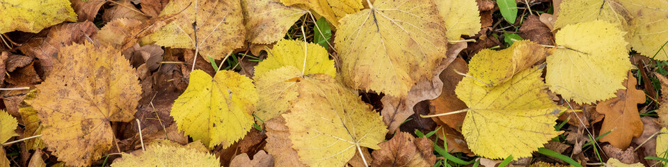 Close-up background of fallen autumn birch leaves. Leaf fall, autumn. Selective focus. Banner.