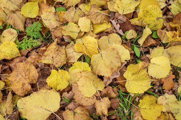 Close-up background of fallen autumn birch leaves. Leaf fall, autumn. Selective focus.
