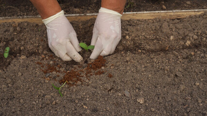 Hands of elderly woman in rubber gloves plant to soil seedlings of cucumbers germinated in container in sawdust in spring. Farming, growing crops, gardening, plant care