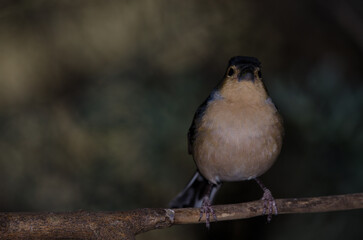 Common chaffinch Fringilla coelebs canariensis. Male. The Nublo Rural Park. Tejeda. Gran Canaria. Canary Islands. Spain.