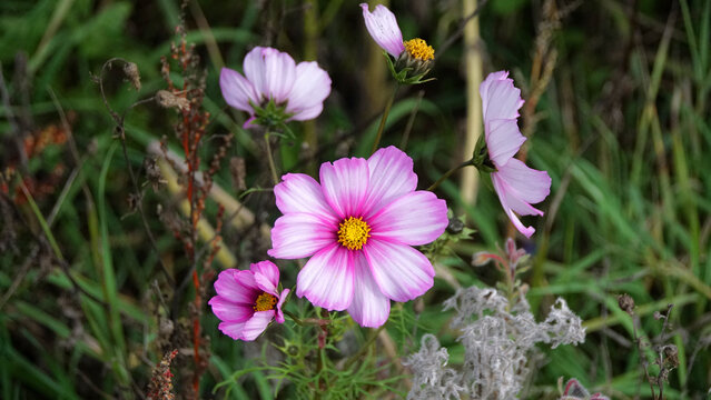 Cosmos bipinnatus cv.