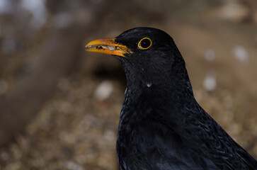 Common blackbird Turdus merula. Male with seeds in its beak. The Nublo Rural Park. Tejeda. Gran Canaria. Canary Islands. Spain.