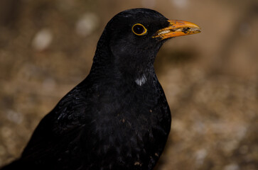 Common blackbird Turdus merula. Male with seeds in its beak. The Nublo Rural Park. Tejeda. Gran Canaria. Canary Islands. Spain.