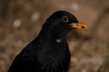 Common blackbird Turdus merula. Male with seeds in its beak. The Nublo Rural Park. Tejeda. Gran Canaria. Canary Islands. Spain.