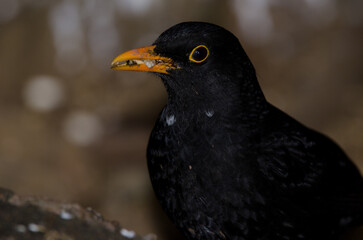 Common blackbird Turdus merula. Male with seeds in its beak. The Nublo Rural Park. Tejeda. Gran Canaria. Canary Islands. Spain.