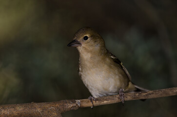 Common chaffinch Fringilla coelebs canariensis. Female. The Nublo Rural Park. Tejeda. Gran Canaria. Canary Islands. Spain.