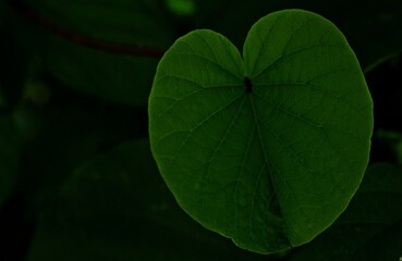 Heart shaped Leaf