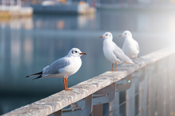 seagulls in the seaport, animal themes