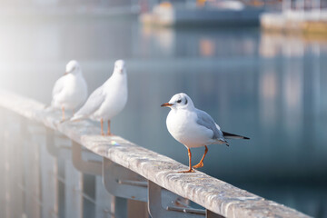 seagulls in the seaport, animal themes