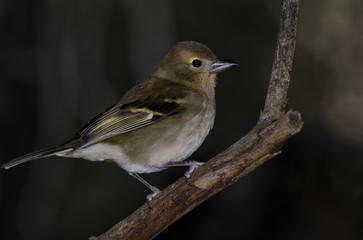 Common chaffinch Fringilla coelebs canariensis. Female. The Nublo Rural Park. Tejeda. Gran Canaria. Canary Islands. Spain.