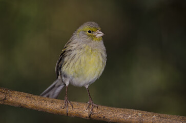 Atlantic canary Serinus canaria. Female. The Nublo Rural Park. Tejeda. Gran Canaria. Canary Islands. Spain.