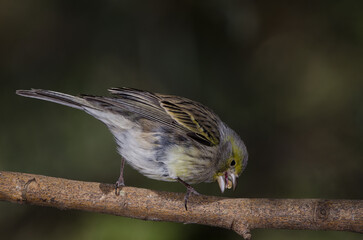 Atlantic canary Serinus canaria. Female eating a seed. The Nublo Rural Park. Tejeda. Gran Canaria. Canary Islands. Spain.