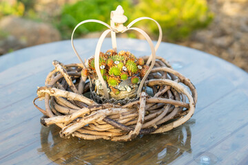 autmun basket with plant