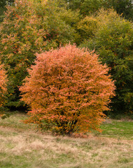 autumn trees in the park