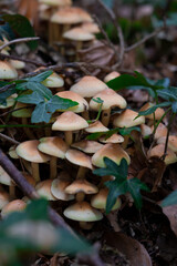 mushrooms in the woods