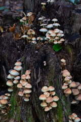 mushrooms in the woods