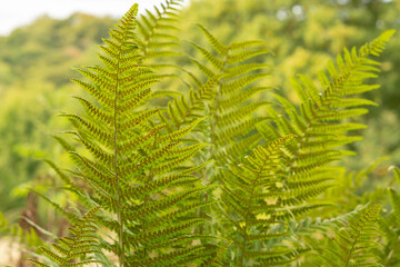 fern leaf in the forest