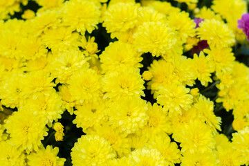 yellow flowers background