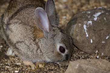 European rabbit Oryctolagus cuniculus searching for food. The Nublo Rural Park. Tejeda. Gran Canaria. Canary Islands. Spain.