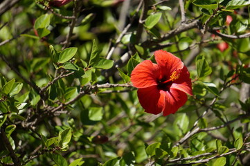Magnifique fleur rouge ouverte sous un soleil de printemps