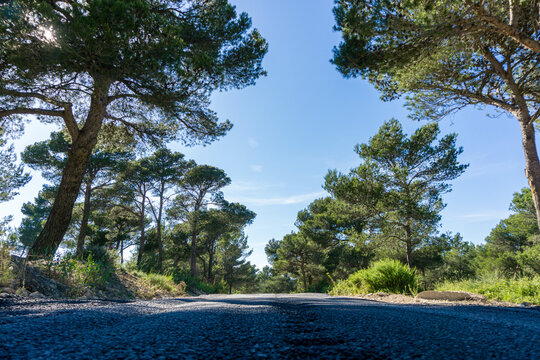 Vu au ras du sol sur cette route goudronn&eacute;e en pleine colline de provence