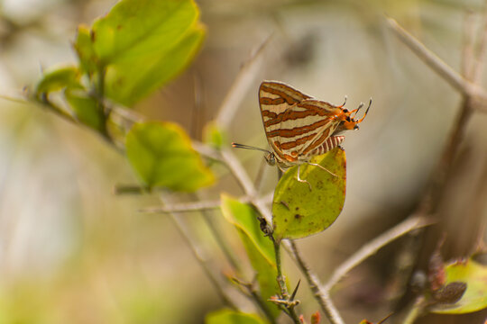 butterfly perching on a green  leaf with blurred nature background. Cigaritis vulcanus, the common silverline