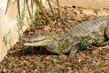 Photo d'un crocodile hors de l'eau