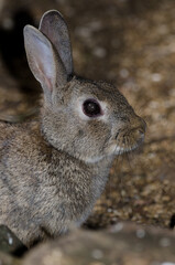 Naklejka na ściany i meble European rabbit Oryctolagus cuniculus. The Nublo Rural Park. Tejeda. Gran Canaria. Canary Islands. Spain.