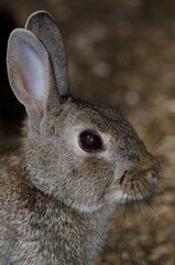 European rabbit Oryctolagus cuniculus. The Nublo Rural Park. Tejeda. Gran Canaria. Canary Islands. Spain.
