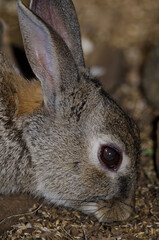 European rabbit Oryctolagus cuniculus searching for food. The Nublo Rural Park. Tejeda. Gran Canaria. Canary Islands. Spain.