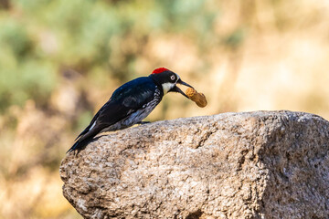 An Acorn Woodpecker in Tucson, Arizona