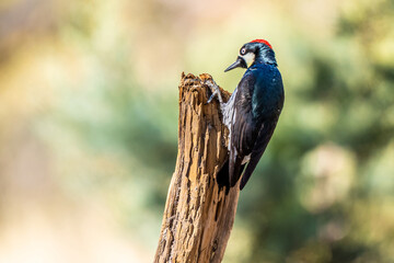 An Acorn Woodpecker in Tucson, Arizona