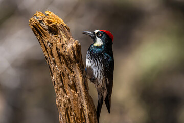 An Acorn Woodpecker in Tucson, Arizona