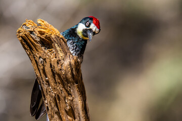 An Acorn Woodpecker in Tucson, Arizona