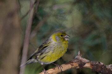 Atlantic canary Serinus canaria. Male calling. The Nublo Rural Park. Tejeda. Gran Canaria. Canary Islands. Spain.