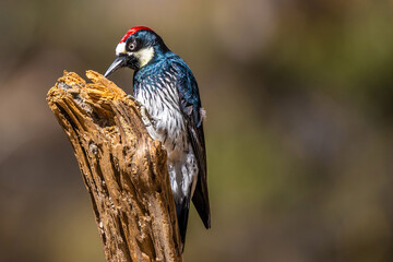 An Acorn Woodpecker in Tucson, Arizona