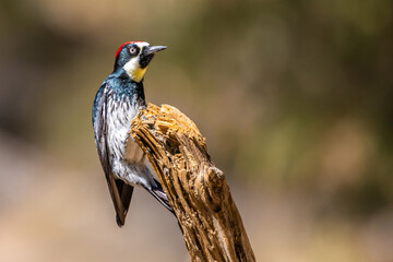 An Acorn Woodpecker in Tucson, Arizona